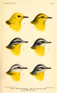 MotacillaFlava1Keulemans