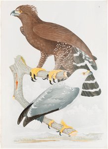 Morphnus braccatus - Buteo lacernulatus, da Coleção Brasiliana Iconográfica