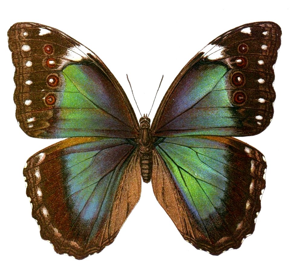 Morpho menelaus seitz