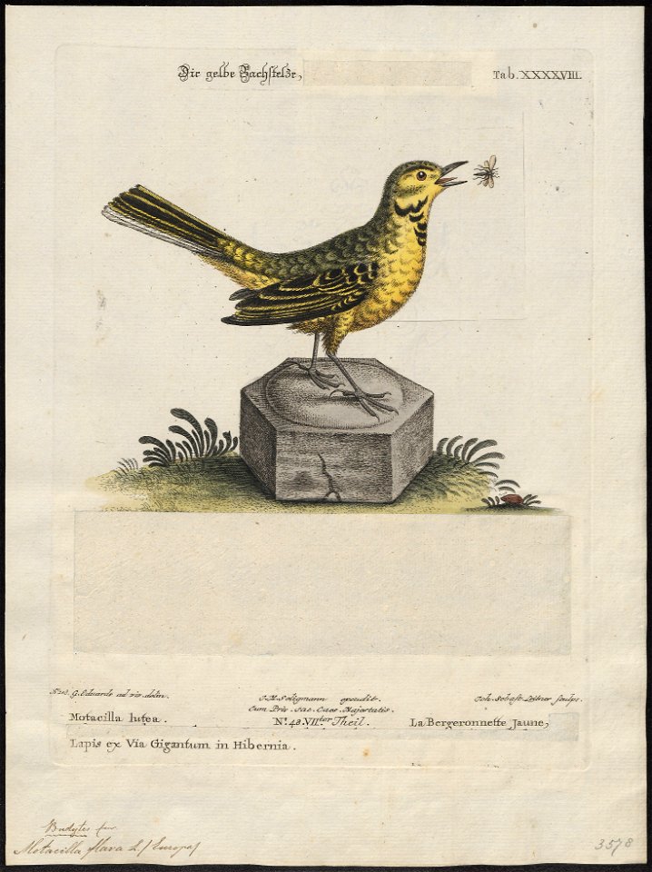 Motacilla flava - 1700-1880 - Print - Iconographia Zoologica - Special Collections University of Amsterdam - UBA01 IZ16300105