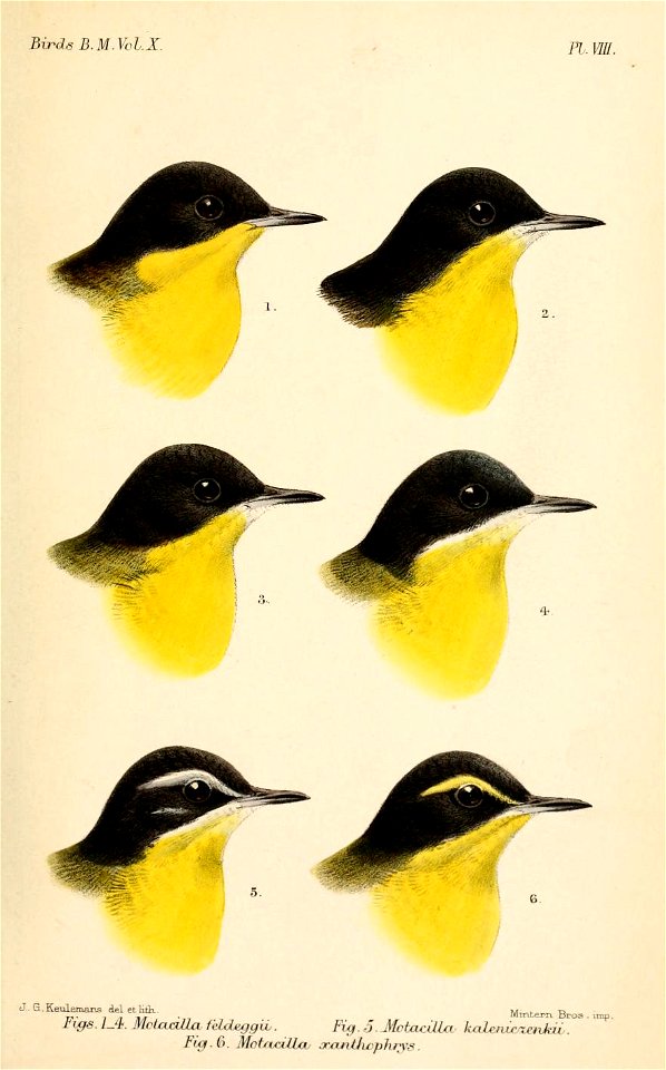 MotacillaKeulemans