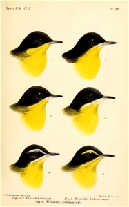 MotacillaKeulemans