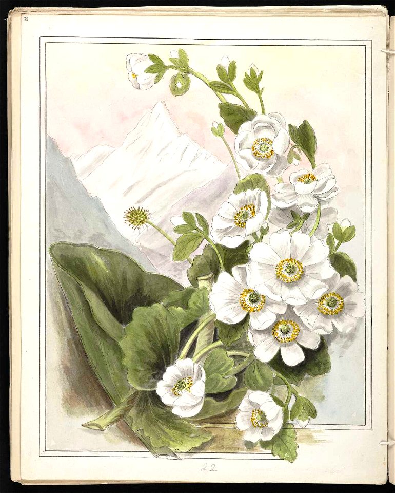 Mount Cook lily - Ranunculus Lyallii. (1890-1896). by Emily Cumming Harris