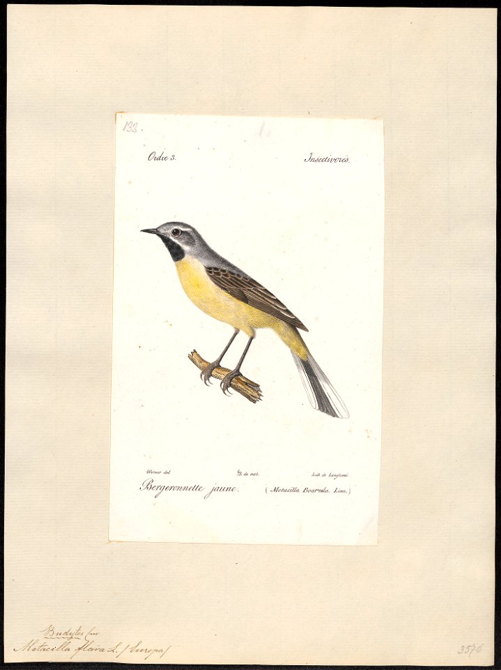 Motacilla flava - 1842-1848 - Print - Iconographia Zoologica - Special Collections University of Amsterdam - UBA01 IZ16300109
