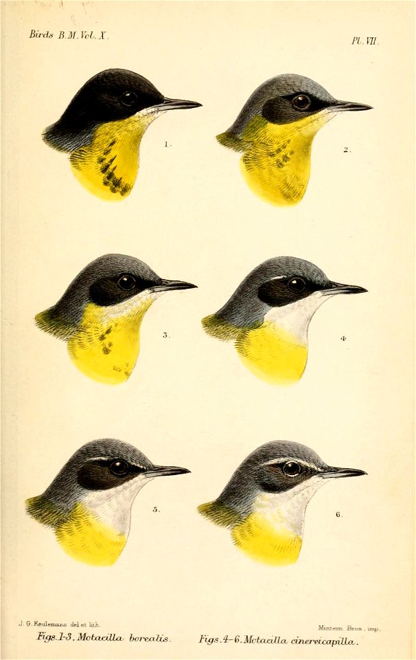 MotacillaFlava2Keulemans