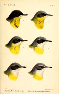 MotacillaFlava2Keulemans
