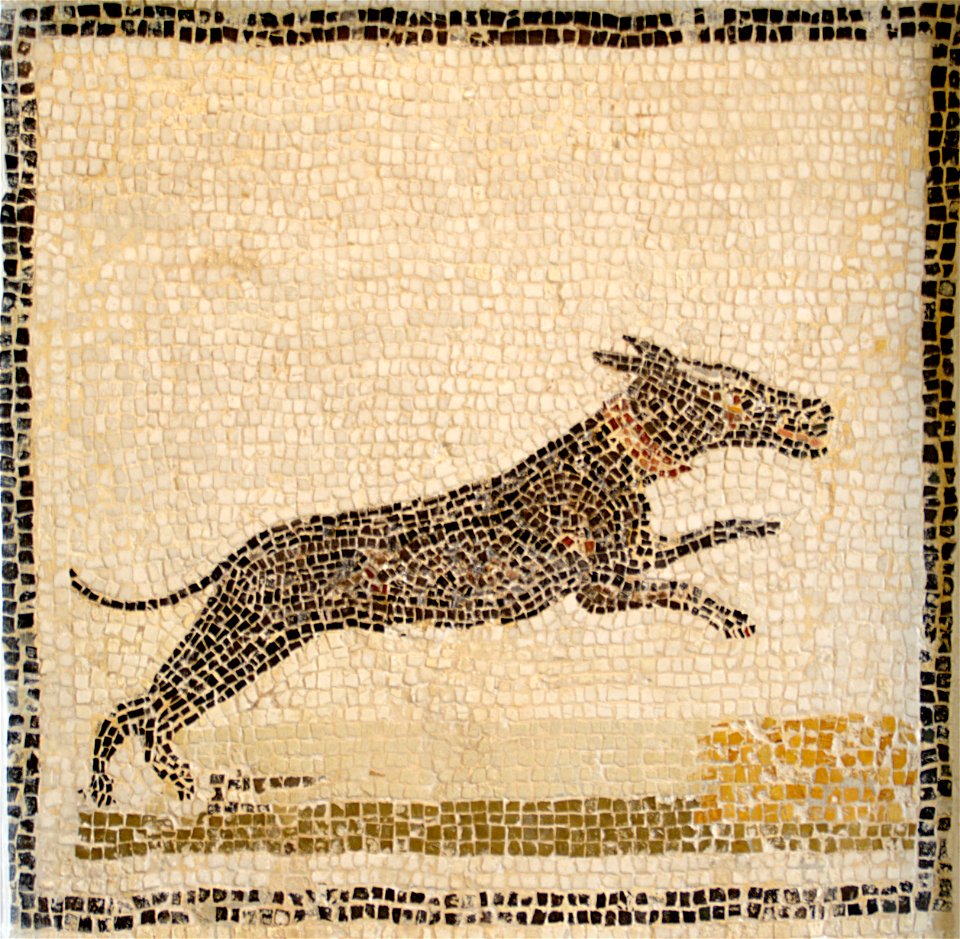 Mosaique de chien au musée de Sousse, septembre 2013