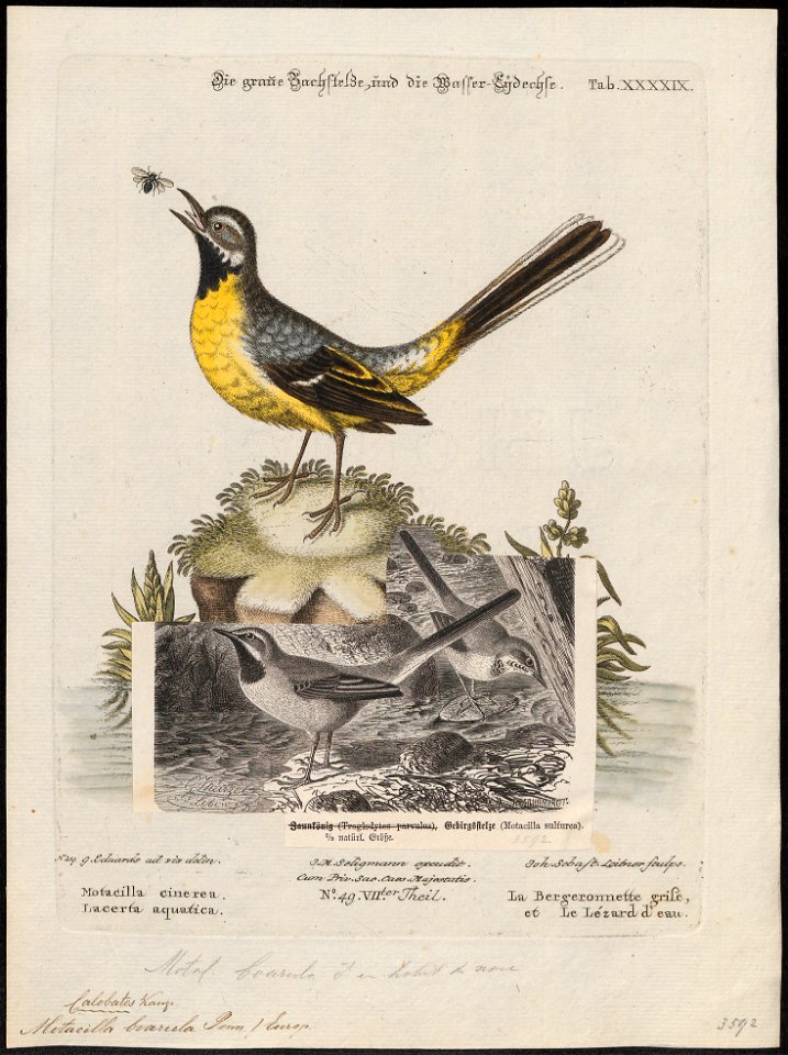Motacilla boarula - 1700-1880 - Print - Iconographia Zoologica - Special Collections University of Amsterdam - UBA01 IZ16300121