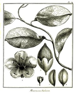Mouroucoa violacea Aublet 1775 pl 54