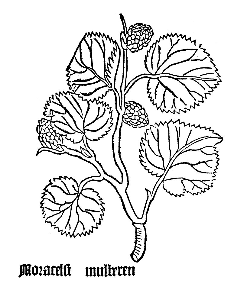 Morus Gart