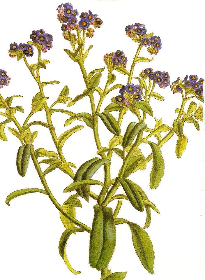 Moyosotis azorica RHS