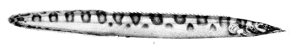 Mastacembelus ellipsifer. Free illustration for personal and commercial use.