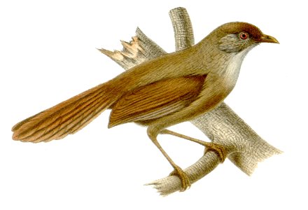 Moupinia poecilotis