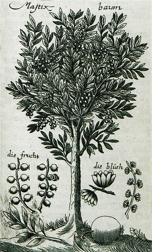 Mastixbaum - Enderlin Jacob - 1686