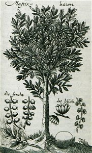 Mastixbaum - Enderlin Jacob - 1686