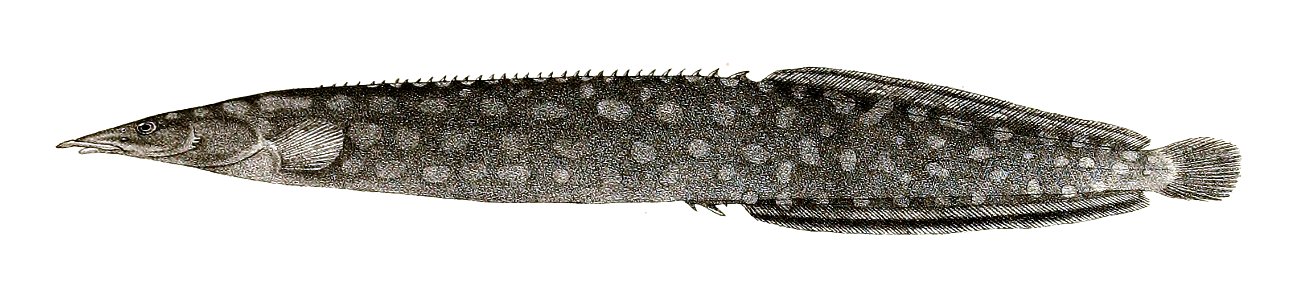Mastacembelus unicolor Ford 72