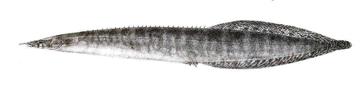 Mastacembelus guentheri Ford 73