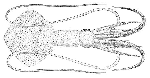Mastigoteuthis agassizii1