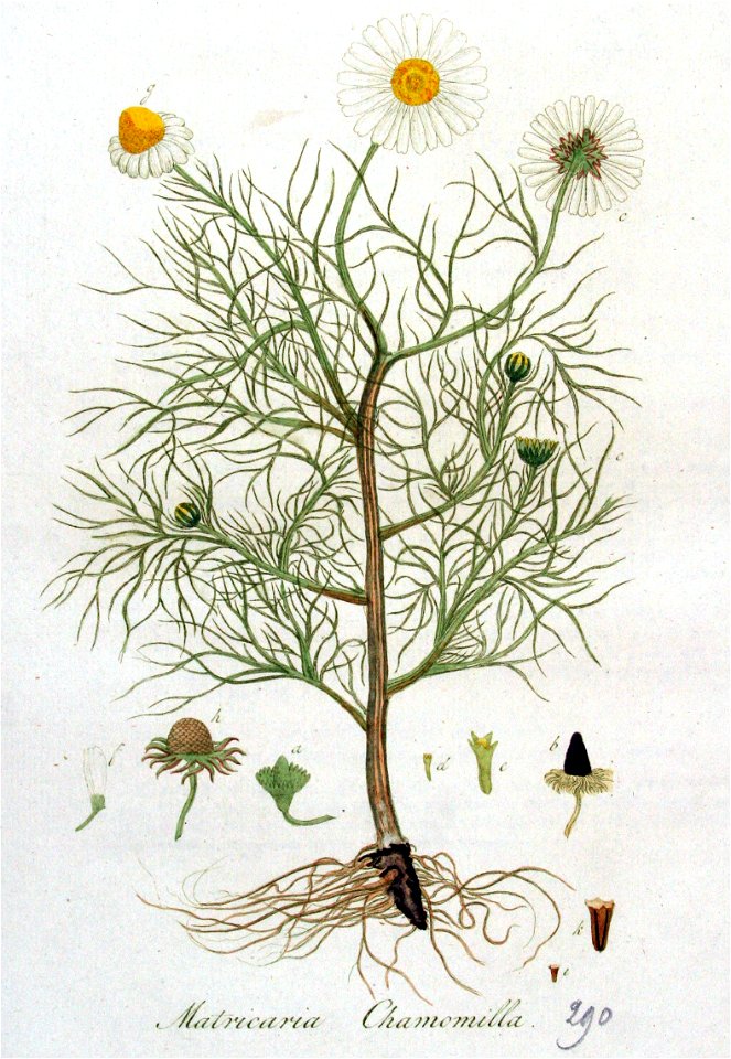 Matricaria chamomilla — Flora Batava — Volume v4