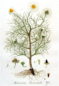 Matricaria chamomilla — Flora Batava — Volume v4
