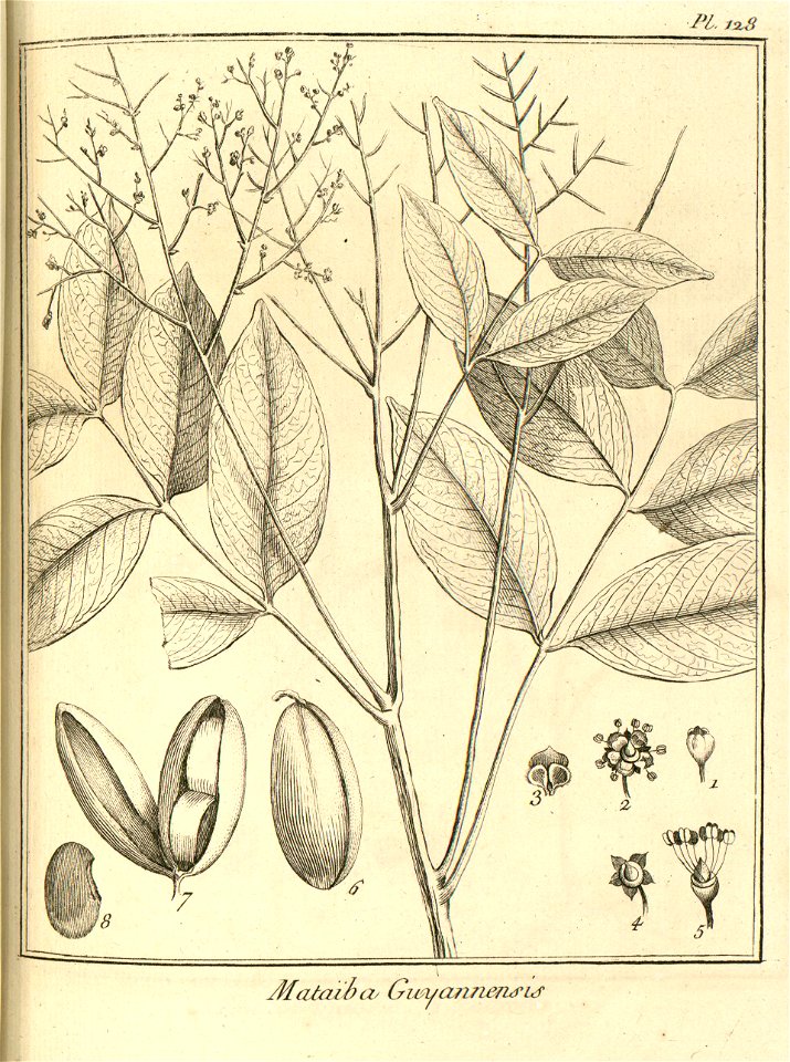 Matayba guianensis Aublet 1775 pl 128