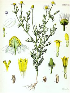 Matricaria recutita - Köhler–s Medizinal-Pflanzen-091