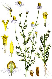 Matricaria recutita Sturm13045
