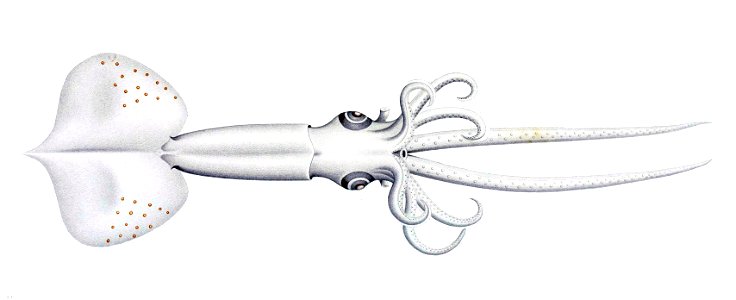 Mastigoteuthis grimaldii1