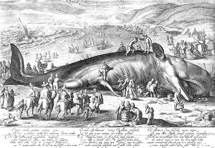 Matham, Jacob - Der am 3. Februar 1598 bei Katwijk gestrandete Potwal - 1598
