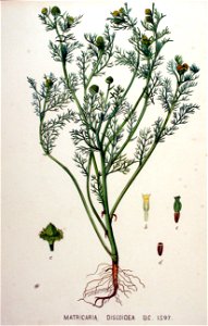 Matricaria discoidea — Flora Batava — Volume v20