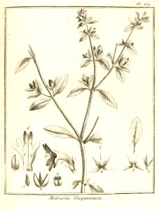 Matourea pratensis Aublet 1775 pl 259