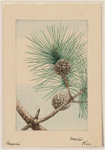 Matsu pine - Megata. LCCN2009630237
