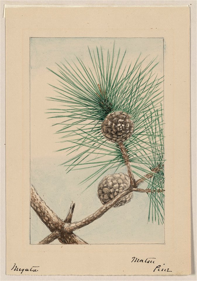Matsu pine - Megata. LCCN2009630237