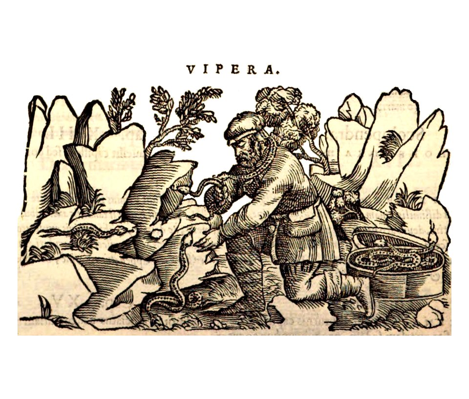 Mattioli 1559 a