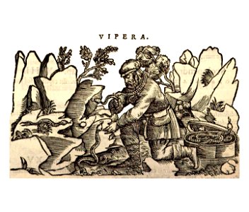Mattioli 1559 a