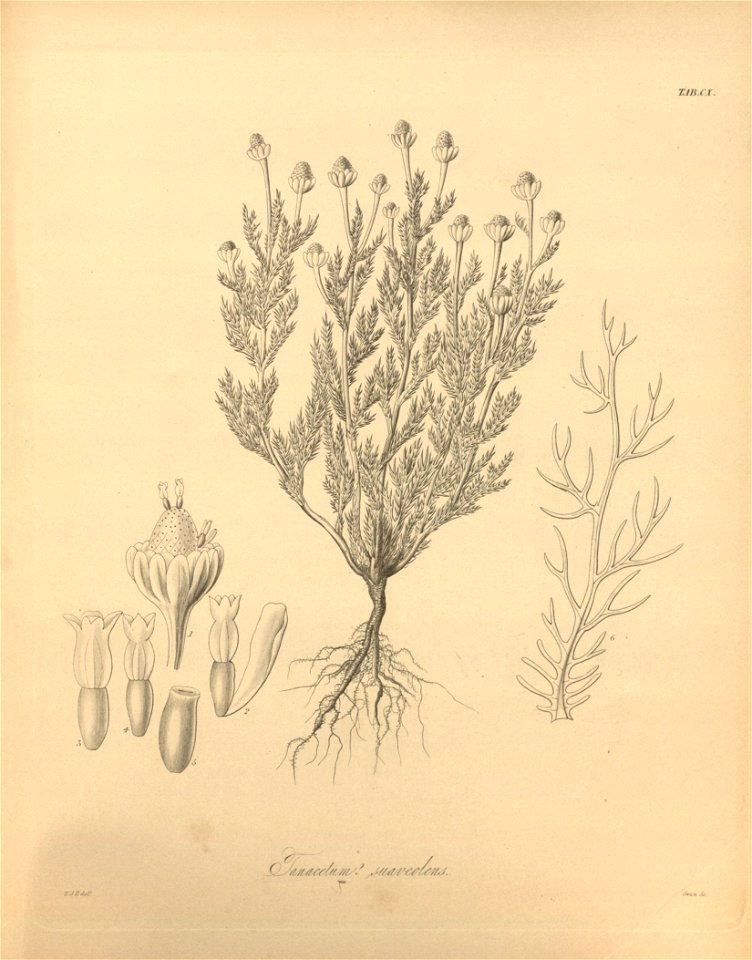 Matricaria discoidea ssp. discoidea