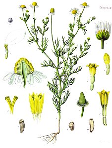 Matricaria recutita koe