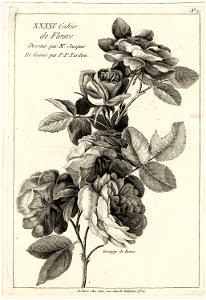 Maurice Jacques Grouppe de Roses ubs G 0896 II