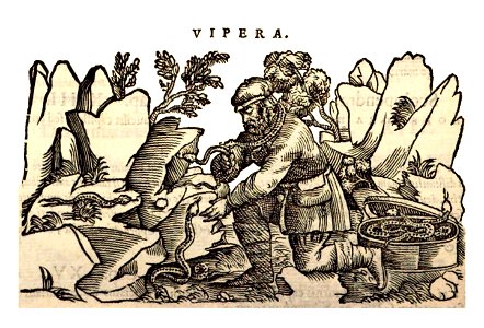 Mattioli 1559 b