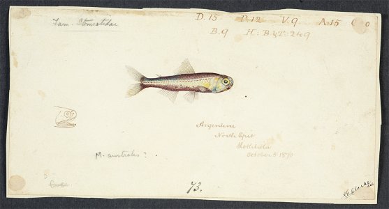 Maurolicus muelleri by Frank Edward Clarke