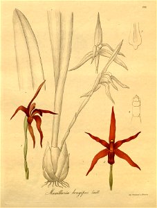 Maxillaria longipes - Xenia 3 pl 262
