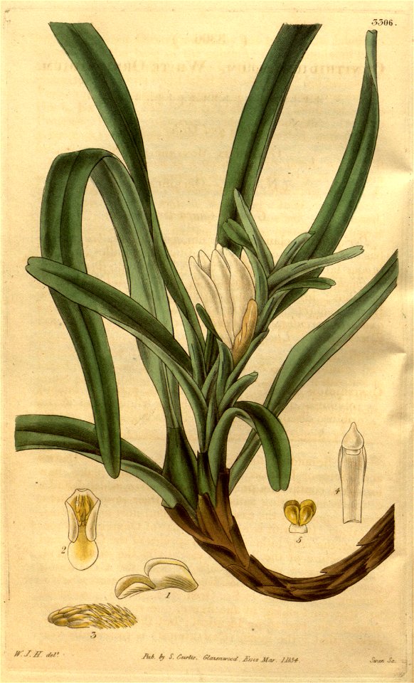 Maxillaria lutescens (=Ornithidium album) - Curtis v. 61 (NS 8) (1834) pl 3306