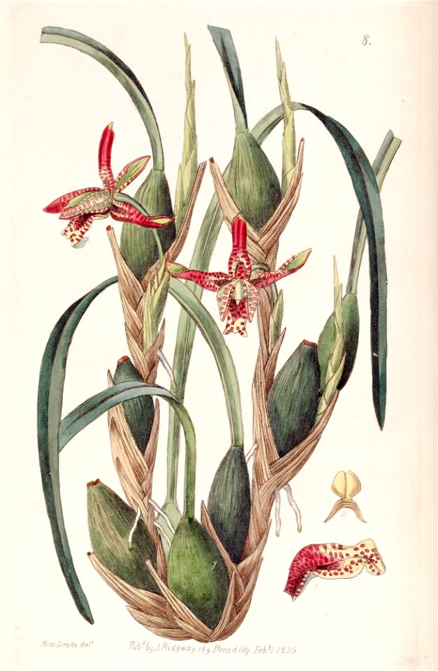 Maxillaria tenuifolia - Edwards vol 25 (NS 2) pl 8 (1839)