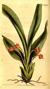 Maxillaria coccinea - Curtis' 35 pl. 1437 (1812). Free illustration for personal and commercial use.