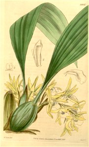 Maxillaria palmifolia (as Maxillaria decolor) - Curtis' 69 (N.S. 16) pl. 3981 (1843)