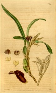 Maxillaria variabilis (as Maxillaria henchmannii) - Curtis' 64 (N.S. 11) pl. 3614 (1837)