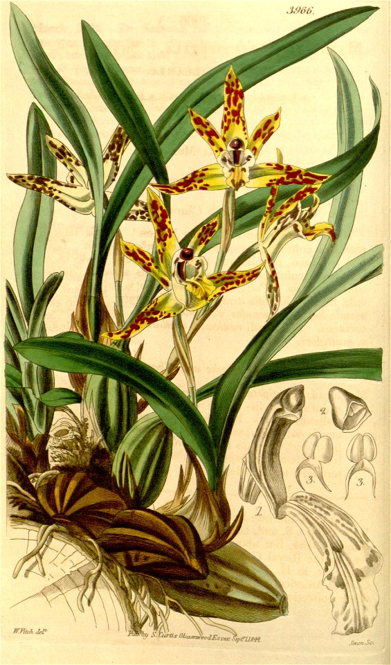 Maxillaria picta - Brasiliorchis picta (as Maxillaria acutipetala) - Curtis' 69 (N.S. 16) pl. 3966 (1843)