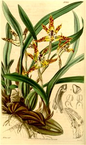 Maxillaria picta - Brasiliorchis picta (as Maxillaria acutipetala) - Curtis' 69 (N.S. 16) pl. 3966 (1843). Free illustration for personal and commercial use.