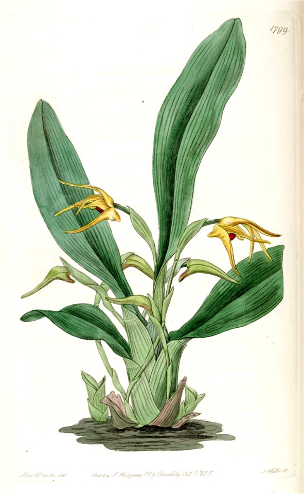 Maxillaria lindleyana (as Maxillaria crocea) - Edwards vol 21 pl 1799 (1836)