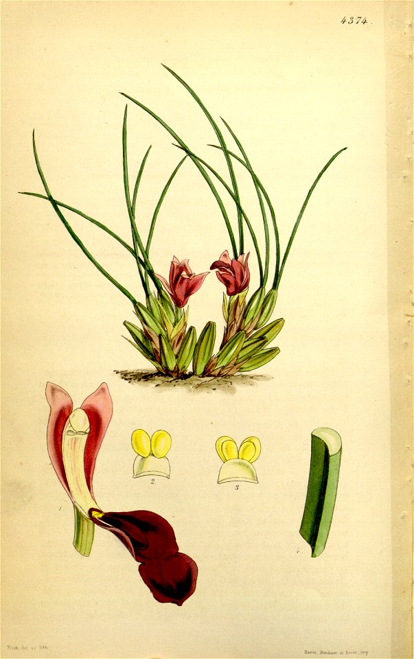 Maxillaria acicularis - Curtis' 74 (Ser. 3 no. 4) pl. 4374 (1848)